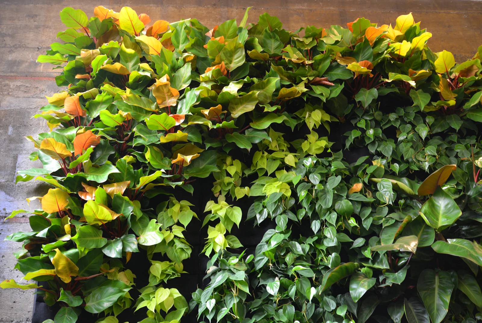 Green Wave Vertical Garden — Florafelt Living Wall Systems